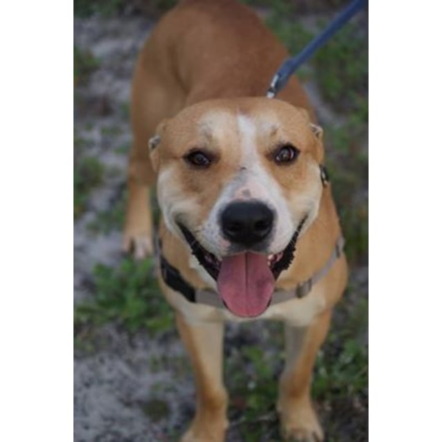 Bood (as in food) Medium Male Golden Retriever x Staffy Mix Dog in WA PetRescue