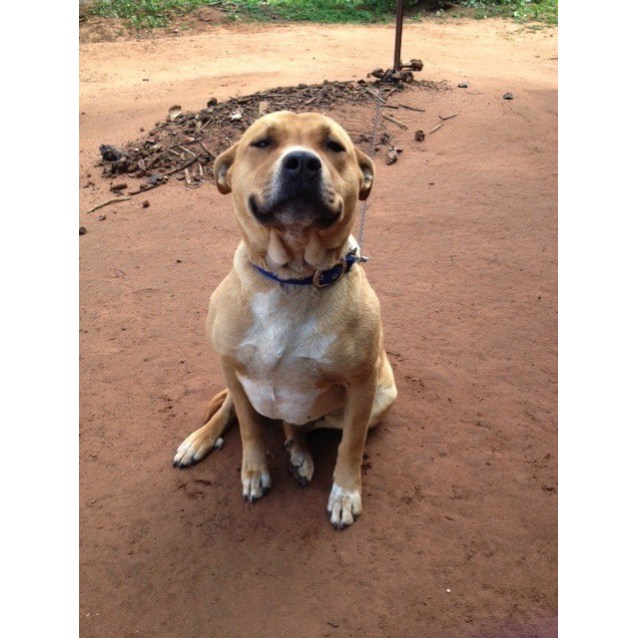 ridgeback heeler mix