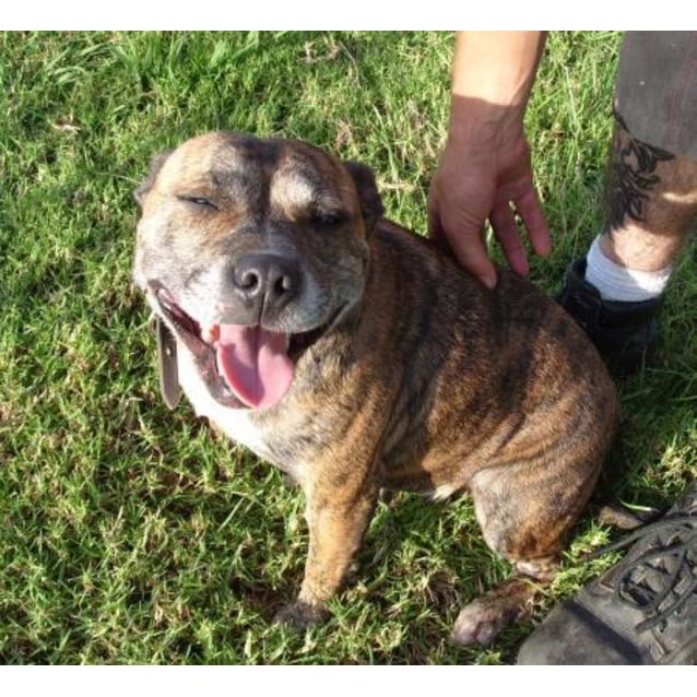 light brindle staffy