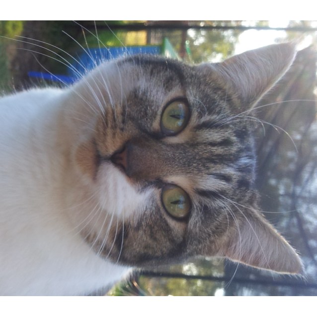 Suziq Stumpy Tail Female Domestic Short Hair Cat In Nsw