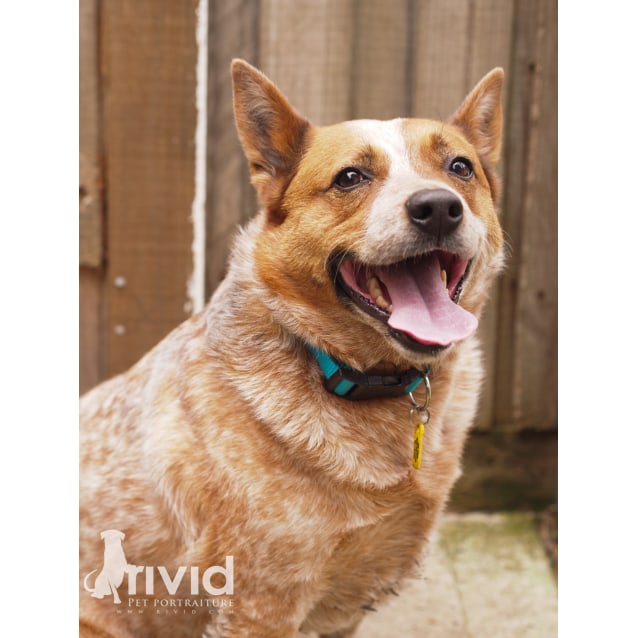 Clifford Medium Male Red Heeler Dog in VIC PetRescue