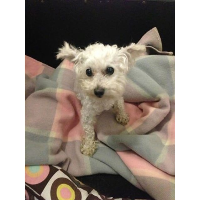 rescue toy poodles for adoption