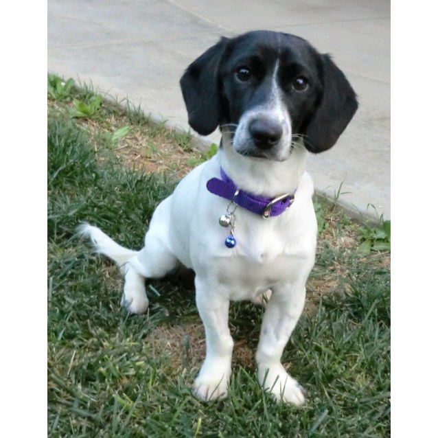 Lexie *On Trial in Her New Home* Small Female Dachshund x Fox Terrier