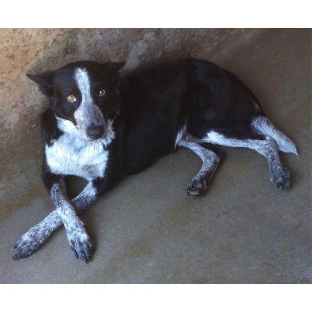 border collie heeler cross