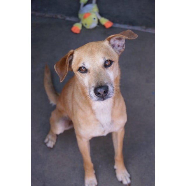 Fudge Small Male Dingo X Chihuahua Dog In Wa Petrescue