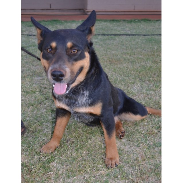 smithfield blue cattle dog