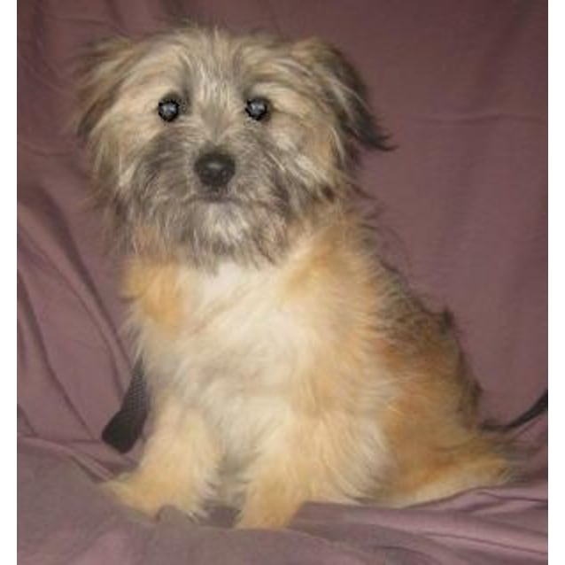 silky terrier mix