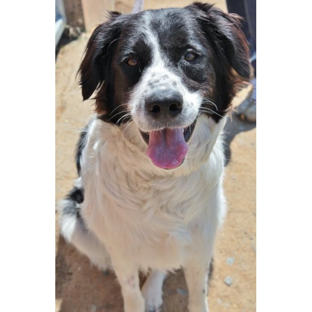 Bella Medium Female Border Collie x Maremma Sheepdog Mix Dog in QLD PetRescue