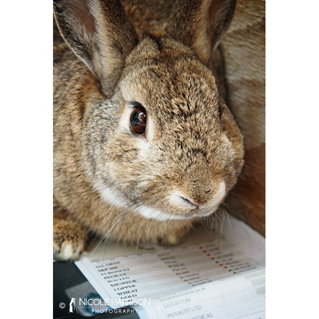 Peta Rabbit - Male Mix Rabbit in NSW - PetRescue