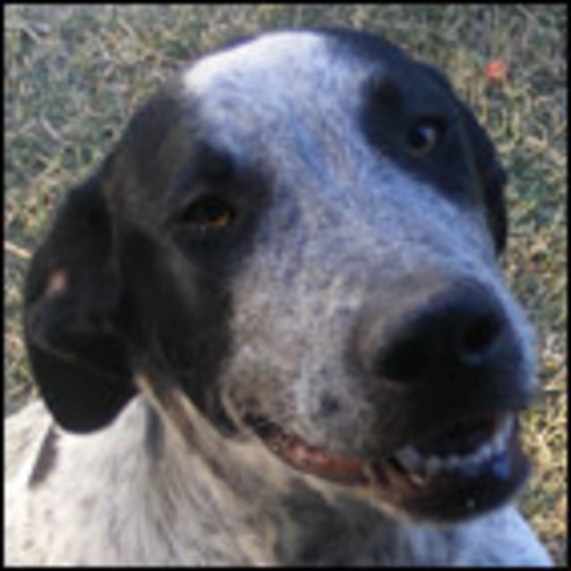 Pointee - Large Male Pointer Mix Dog in NSW - PetRescue