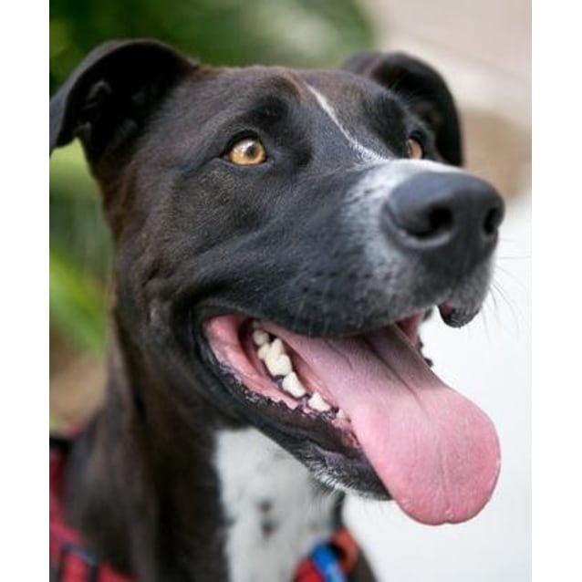 Louie Large Male German Shorthaired Pointer X Staffordshire Bull