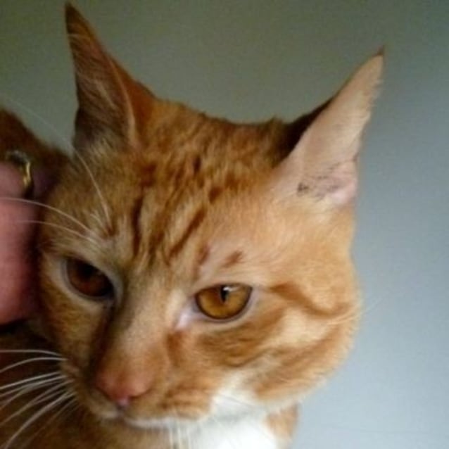 Ed Sheeran 775554 Male Domestic Short Hair Cat In Vic Petrescue
