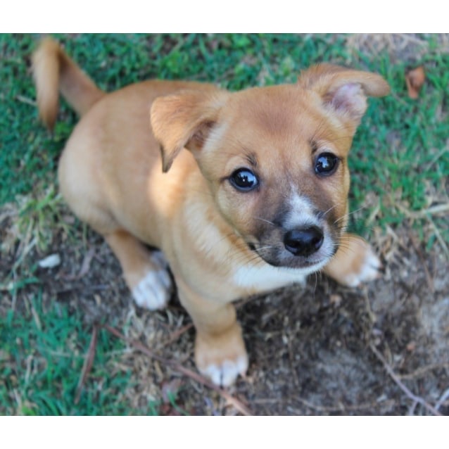 Jake Ap0037 Small Male Jack Russell Terrier X Red Heeler Mix Dog In Wa Petrescue