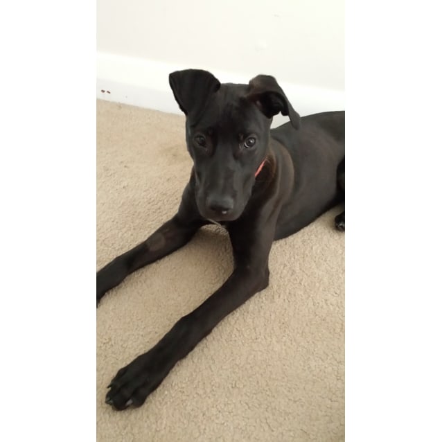 Large Male Kelpie x Great Dane Mix Dog 