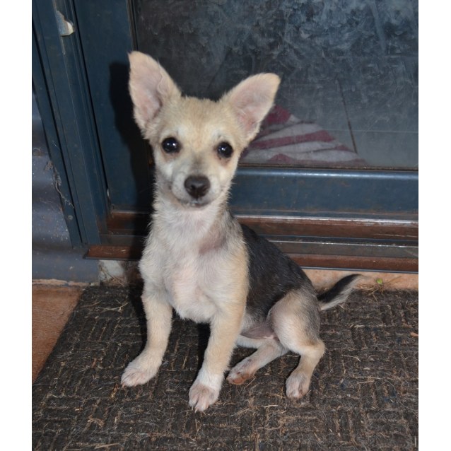 chihuahua cross terrier puppies