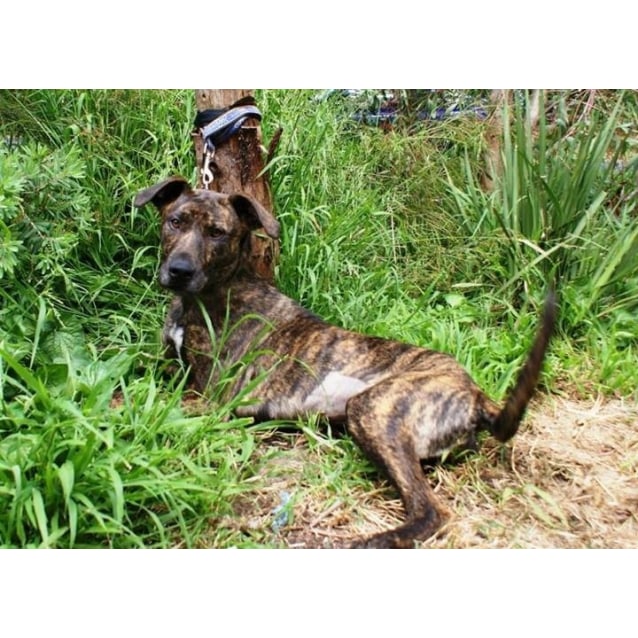 Stella- Miss Snugglepot - Wolfhound x Whippet - Medium ...