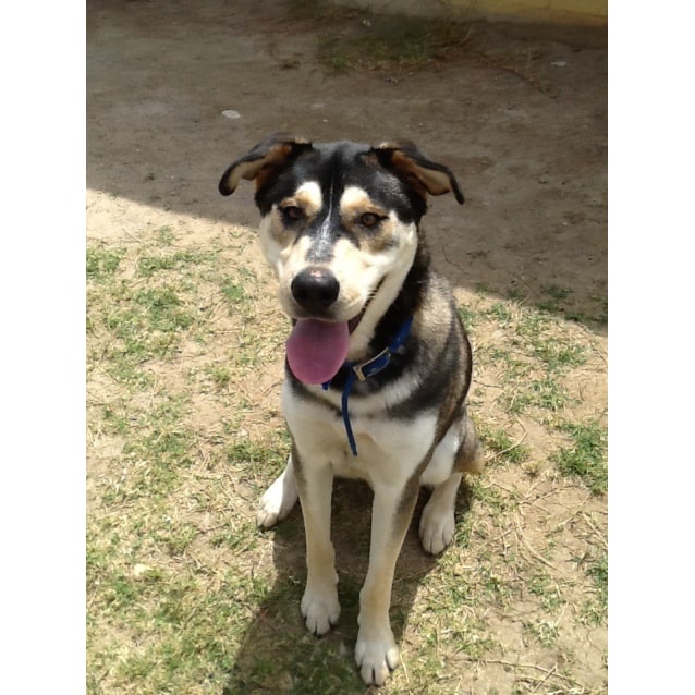 Bronsyn Large Male Siberian Husky x Labrador Retriever Mix Dog in NSW PetRescue