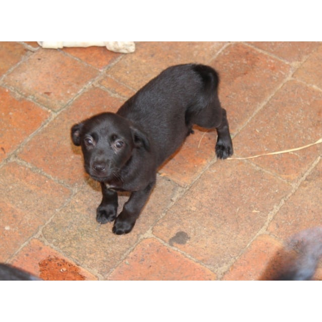 Chloe AP0040 Small Female Labrador x Fox Terrier Mix Dog in WA