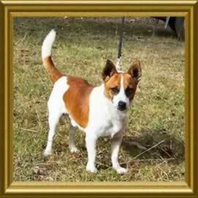 Tyler - Small Male Jack Russell Terrier Dog in NSW - PetRescue