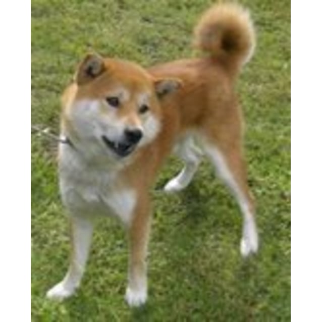 Adoption Pending Yoshi Small Male Shiba Inu Dog In Wa