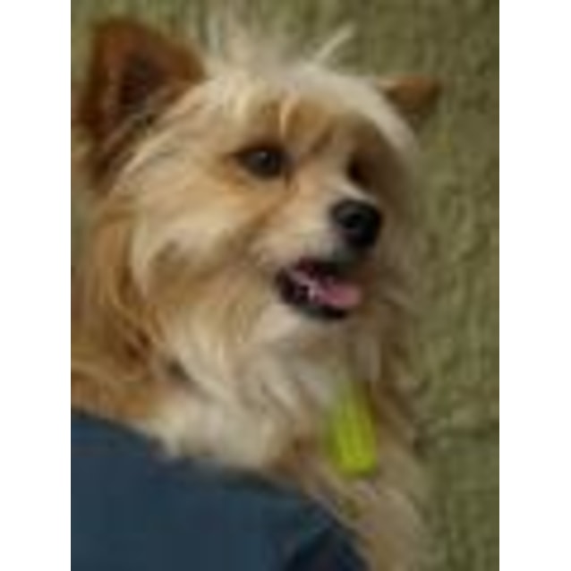 sheltie x pomeranian