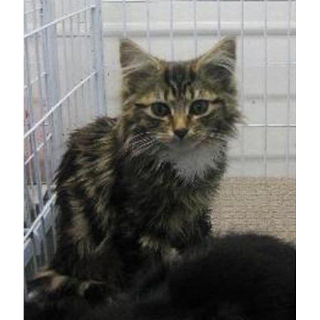 domestic semi longhair cat