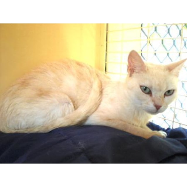 Regina Cream Burmese X Female Cream Burmese Mix Cat In Nsw