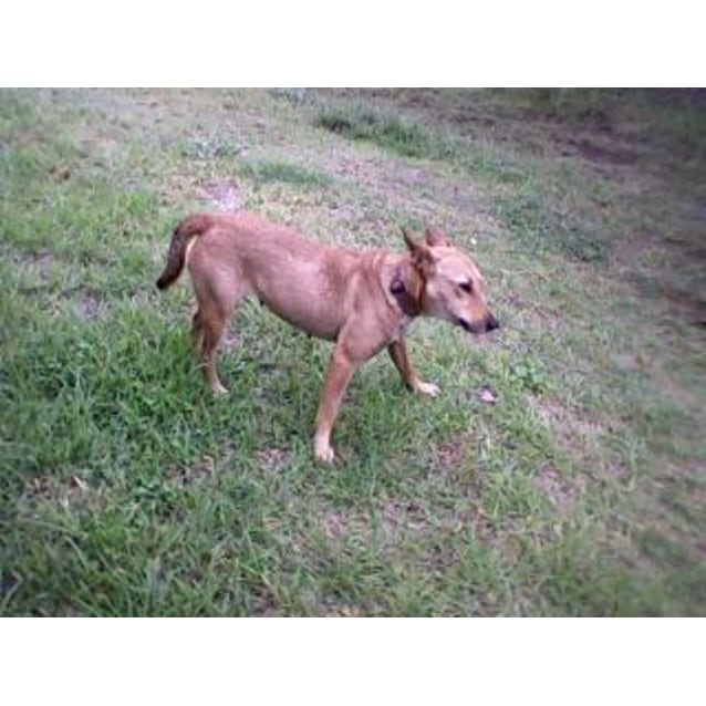 looking for free dogs to a good home