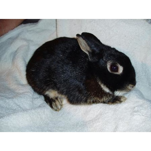 black otter netherland dwarf