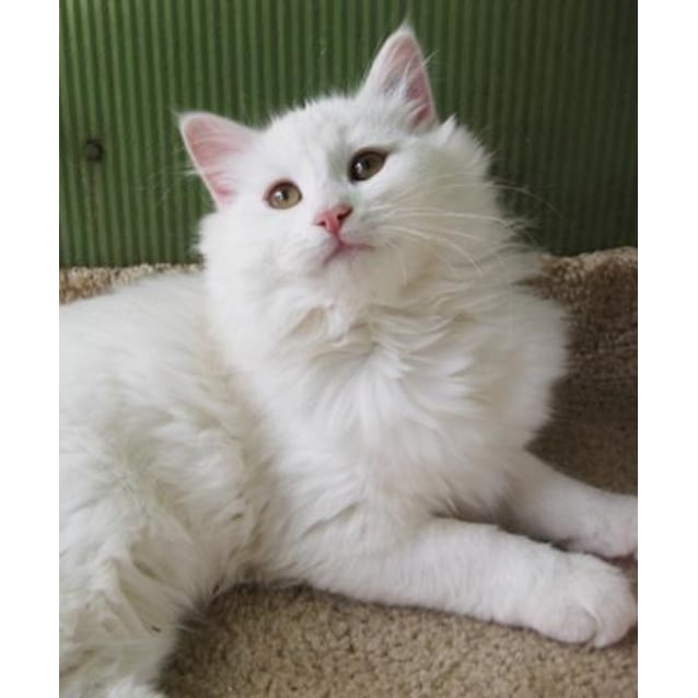 domestic semi longhair cat