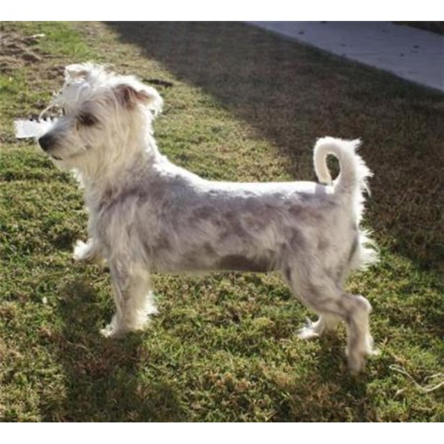 Lily Small Female Maltese Dog In Qld Petrescue