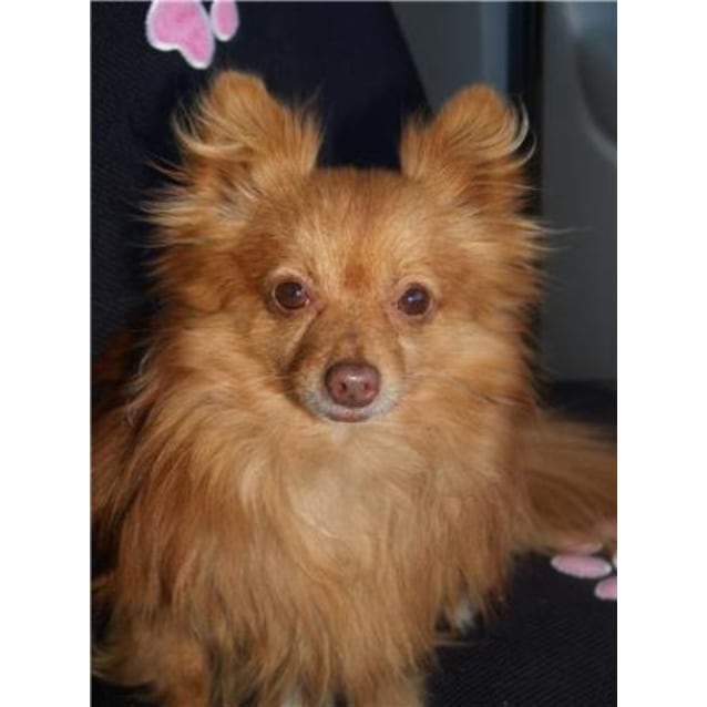 long haired chihuahua red