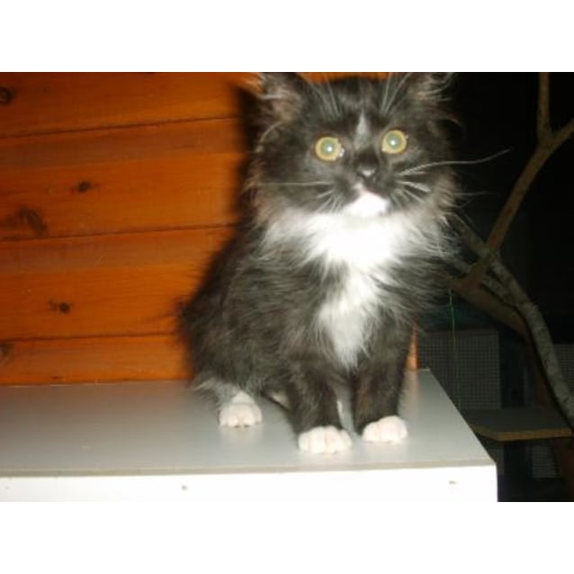 Leon Male Cymric X Long Haired Bobtail Manx Cat In Qld Petrescue