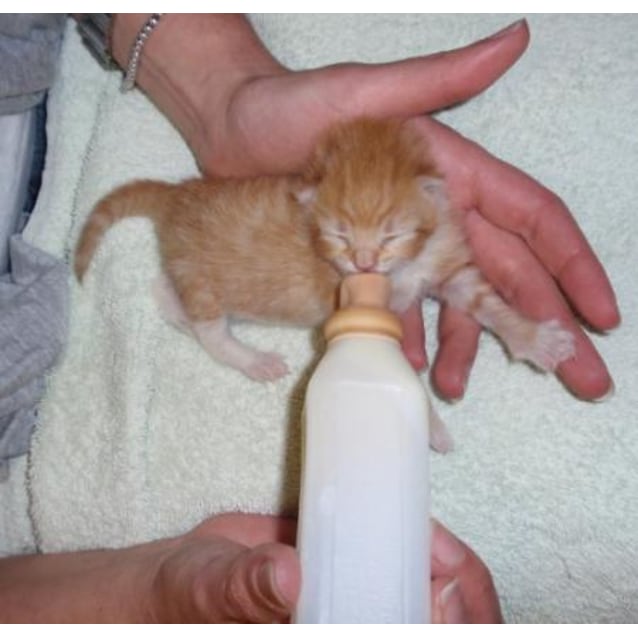 Fanta Male Dsh Cat In Nsw Petrescue