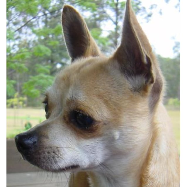 Taco Small Male Pure Short Haired Chihuahua Dog In Nsw Petrescue