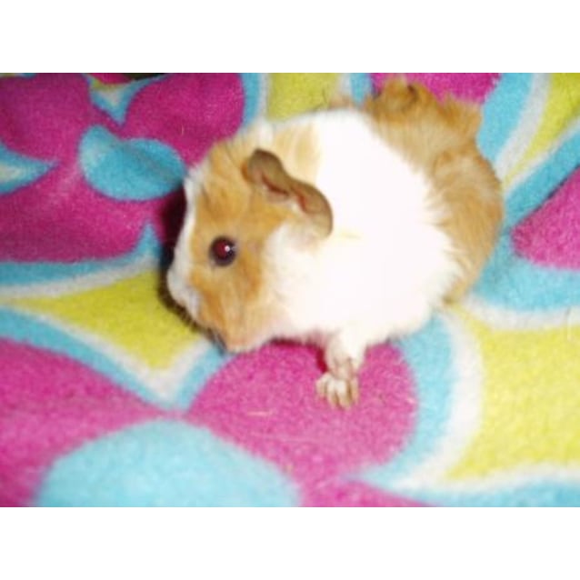 Tufty Male Short Hair Guinea Pig In Nsw Petrescue