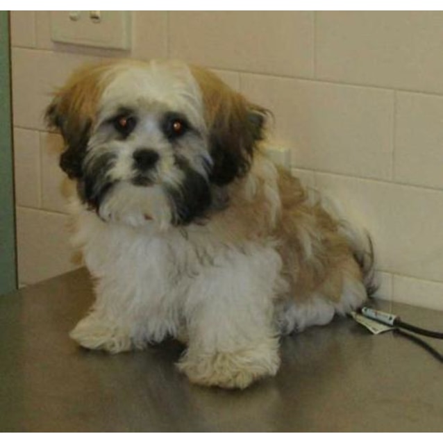 Roaree - Medium Male Maltese x Shih Tzu Dog in SA - PetRescue