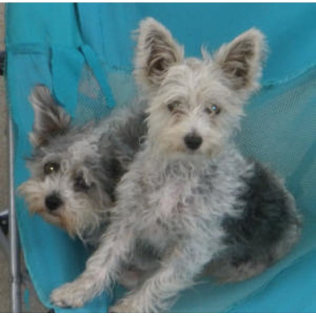 small terrier mix dogs