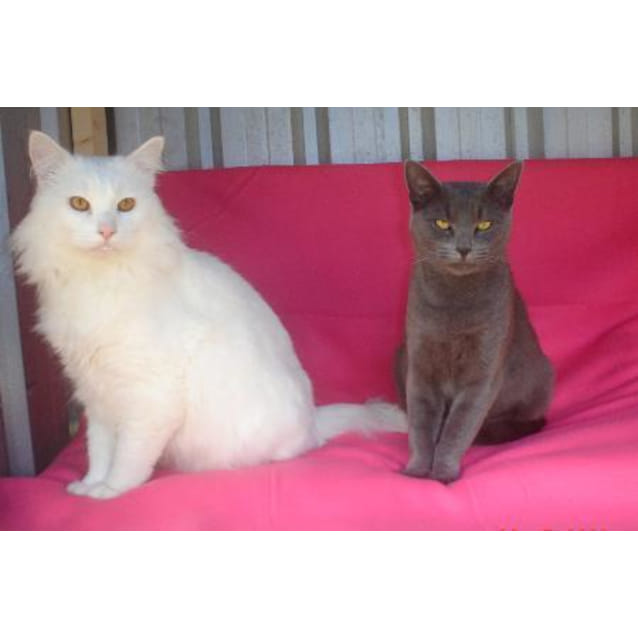 Sylvia Snowy Aka Romeo Juliet Female Persian X Russian Blue