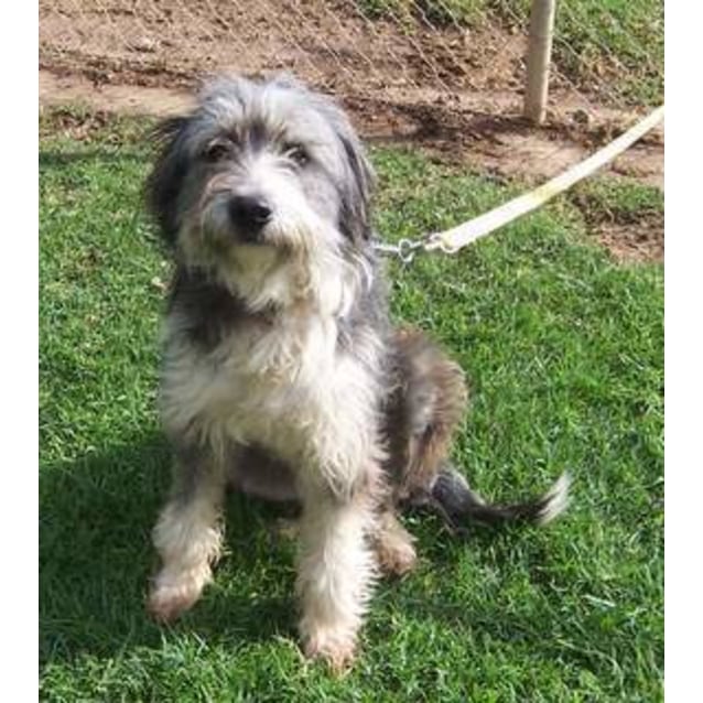 bearded collie cross rescue