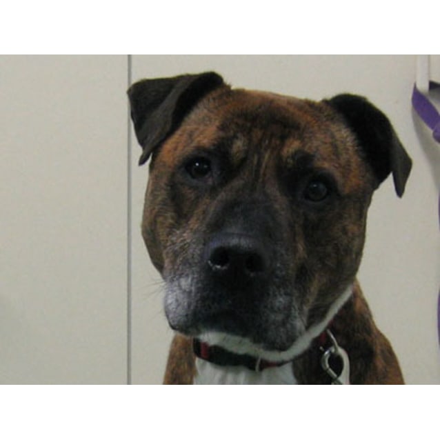 Ronaldo - Medium Male Staffy Mix Dog in VIC - PetRescue