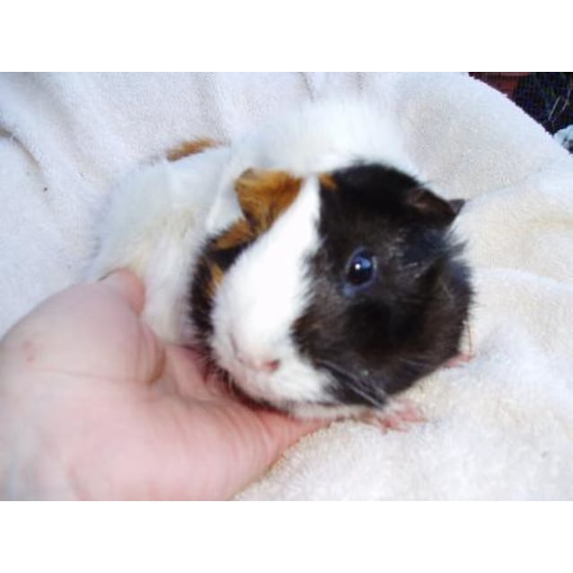 Pom Pom On Hold Female Short Hair Guinea Pig In Nsw Petrescue