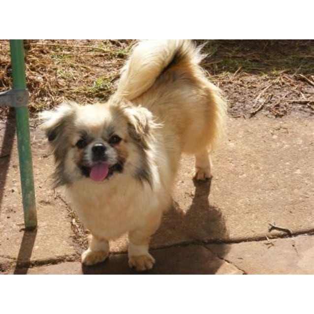Poppy Small Female Tibetan Spaniel Mix Dog in NSW PetRescue Poppy Small Female Tibetan Spaniel Mix Dog in NSW PetRescue