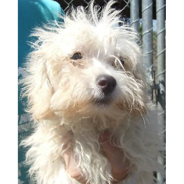 maltese cross poodle puppies