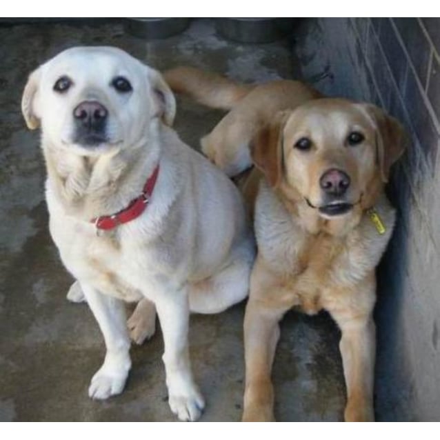 Noodles Keeda Male Female Labradors Medium Female Labrador Dog In Vic Petrescue