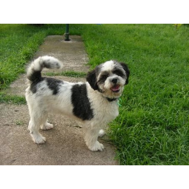 papillon shih tzu mix puppy