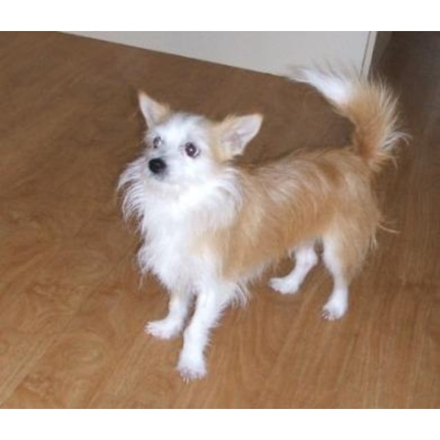 long haired chihuahua cross jack russell