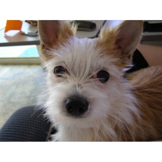 long haired jack russell