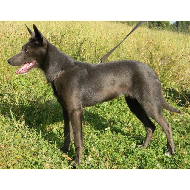 silver kelpie pups for sale