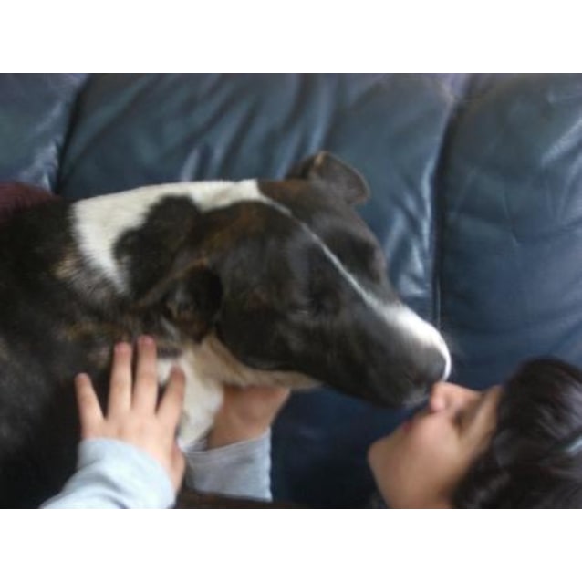 Austin Is in Hold - Medium Male Bull Terrier Mix Dog in ...